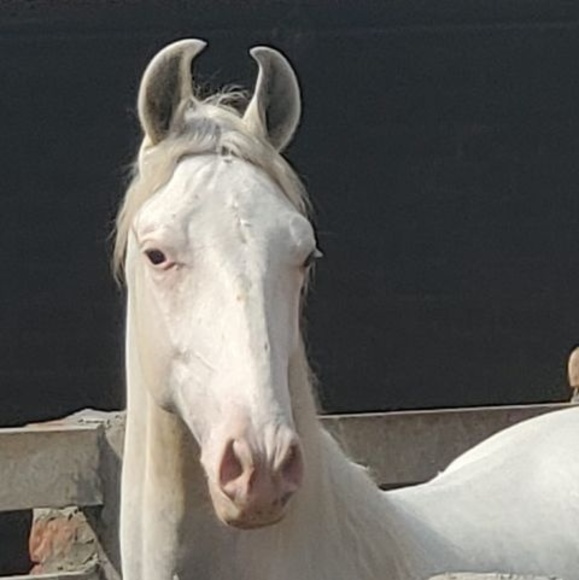 Meet your Posher, Raja - Picture 1 of 1